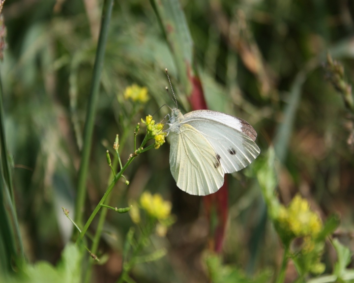 Pieris brassicae???